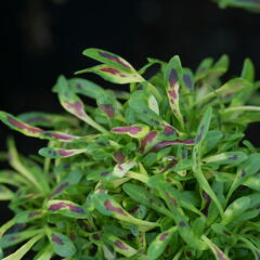 Pochvatec, Africká kopřiva 'Fancy Feathers™ Pink' - Coleus solenostemon hybrid 'Fancy Feathers™ Pink'