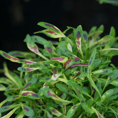 Africká kopřiva 'Fancy Feathers™ Pink' - Coleus solenostemon hybrid 'Fancy Feathers™ Pink'