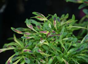 Pochvatec, Africká kopřiva 'Fancy Feathers™ Pink' - Coleus solenostemon hybrid 'Fancy Feathers™ Pink'