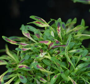 Pochvatec, Africká kopřiva 'Fancy Feathers™ Pink' - Coleus solenostemon hybrid 'Fancy Feathers™ Pink'