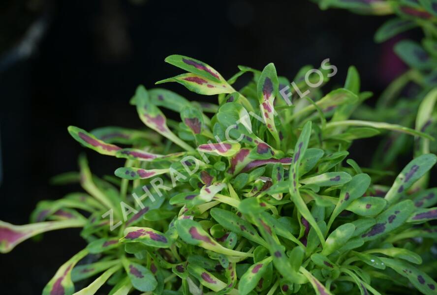 Pochvatec, Africká kopřiva 'Fancy Feathers™ Pink' - Coleus solenostemon hybrid 'Fancy Feathers™ Pink'