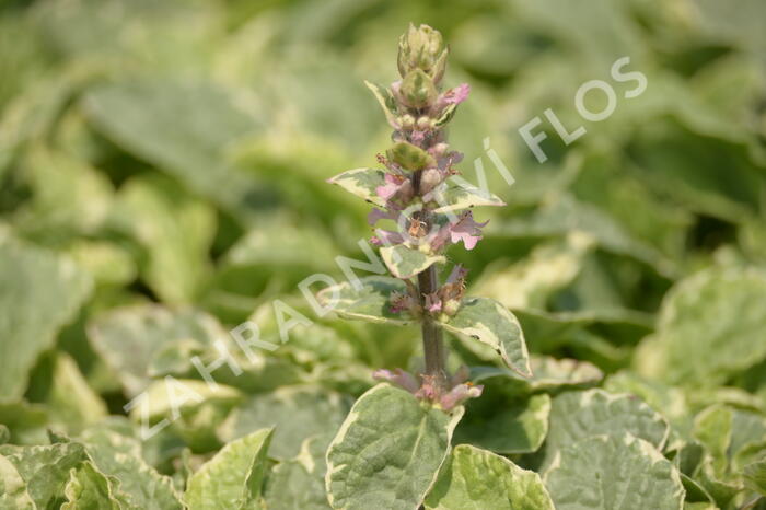 Zběhovec plazivý 'Pink Lightning' - Ajuga reptans 'Pink Lightning'