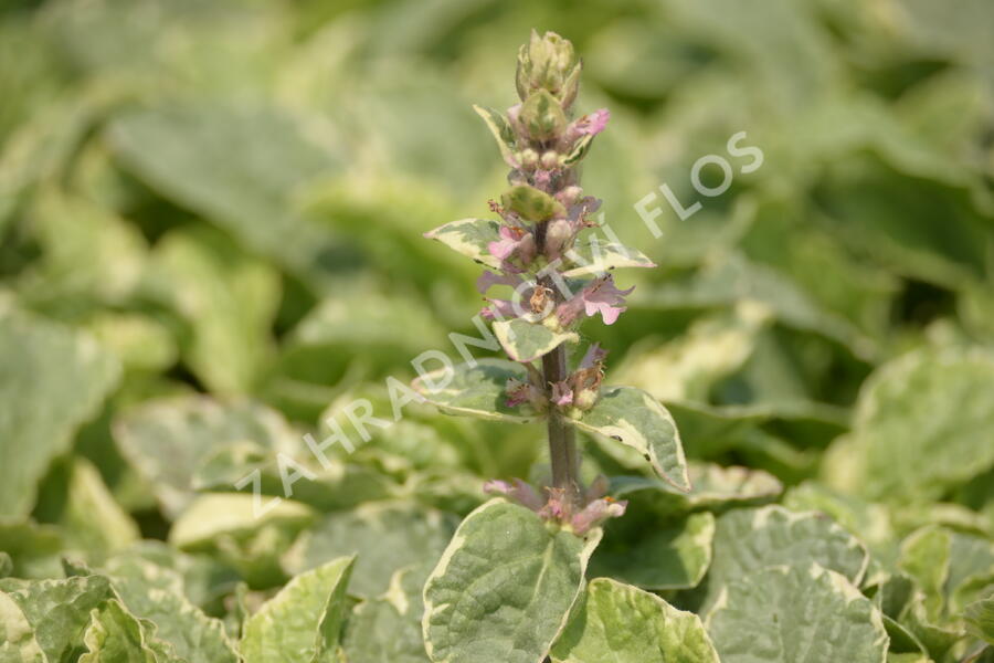 Zběhovec plazivý 'Pink Lightning' - Ajuga reptans 'Pink Lightning'