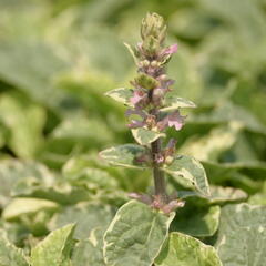 Zběhovec plazivý 'Pink Lightning' - Ajuga reptans 'Pink Lightning'