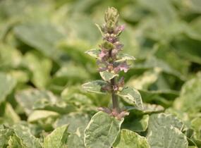 Zběhovec plazivý 'Pink Lightning' - Ajuga reptans 'Pink Lightning'