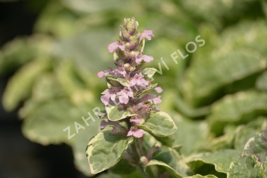 Zběhovec plazivý 'Pink Lightning' - Ajuga reptans 'Pink Lightning'