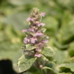 Zběhovec plazivý 'Pink Lightning' - Ajuga reptans 'Pink Lightning'