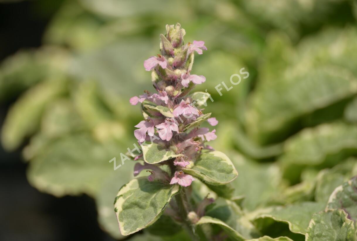 Zběhovec plazivý 'Pink Lightning' - Ajuga reptans 'Pink Lightning'