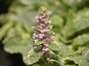 Zběhovec plazivý 'Pink Lightning' - Ajuga reptans 'Pink Lightning'