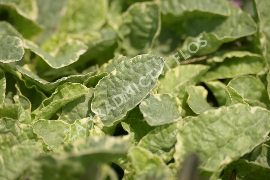 Zběhovec plazivý 'Pink Lightning' - Ajuga reptans 'Pink Lightning'