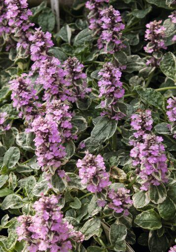 Zběhovec plazivý 'Pink Lightning' - Ajuga reptans 'Pink Lightning'