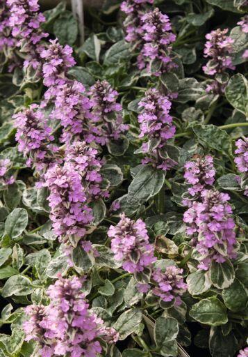 Zběhovec plazivý 'Pink Lightning' - Ajuga reptans 'Pink Lightning'