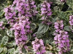 Zběhovec plazivý 'Pink Lightning' - Ajuga reptans 'Pink Lightning'