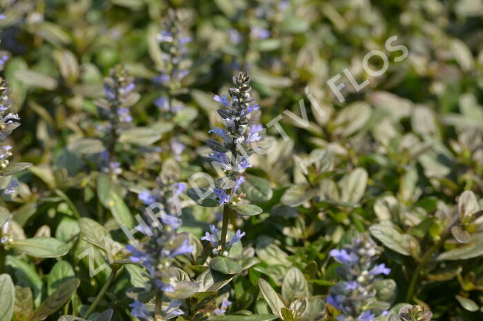 Zběhovec 'Chocolate Chip' - Ajuga tenorii 'Chocolate Chip'