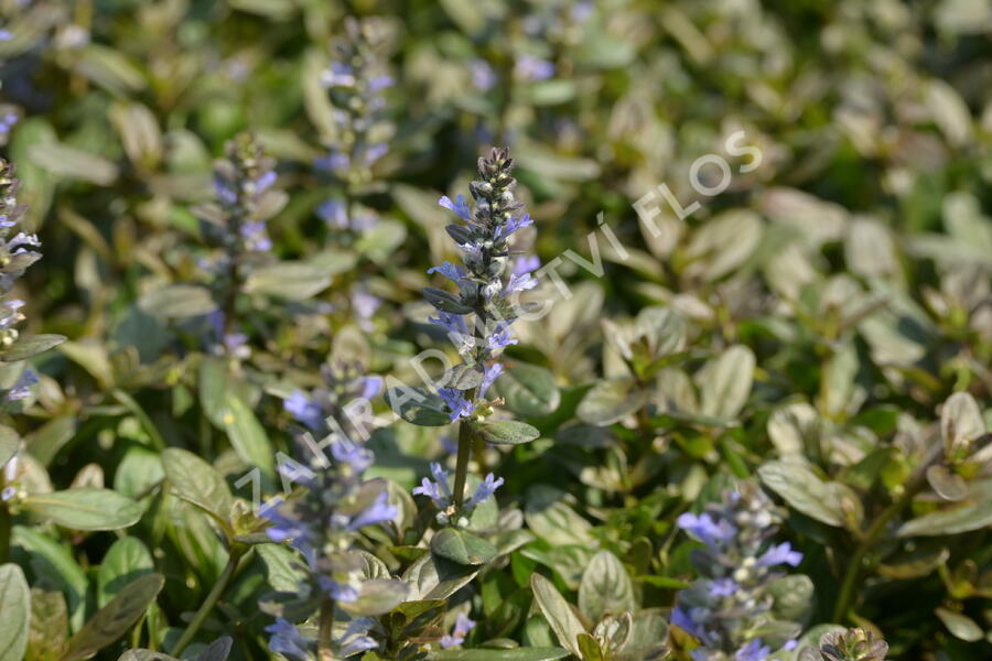 Zběhovec 'Chocolate Chip' - Ajuga tenorii 'Chocolate Chip'
