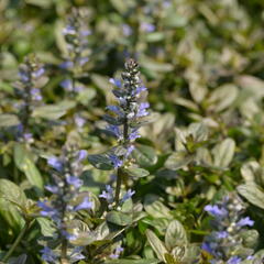 Zběhovec 'Chocolate Chip' - Ajuga tenorii 'Chocolate Chip'
