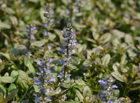 Zběhovec 'Chocolate Chip' - Ajuga tenorii 'Chocolate Chip'