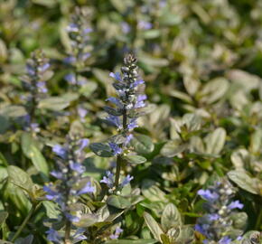 Zběhovec 'Chocolate Chip' - Ajuga tenorii 'Chocolate Chip'