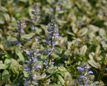 Zběhovec 'Chocolate Chip'