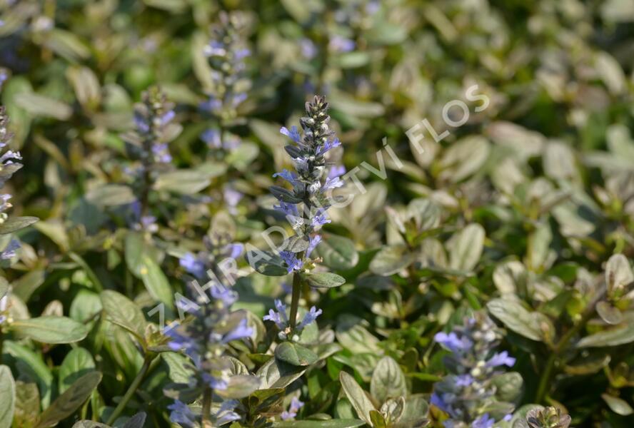 Zběhovec 'Chocolate Chip' - Ajuga tenorii 'Chocolate Chip'