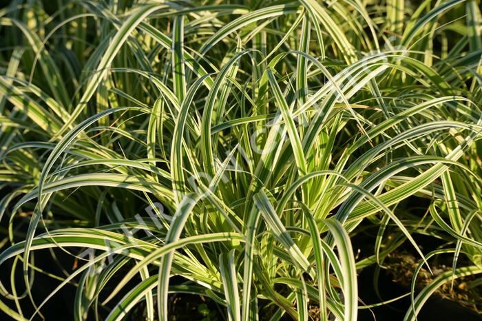 Ostřice ošimenská 'Feather Falls' - Carex oshimensis 'Feather Falls'