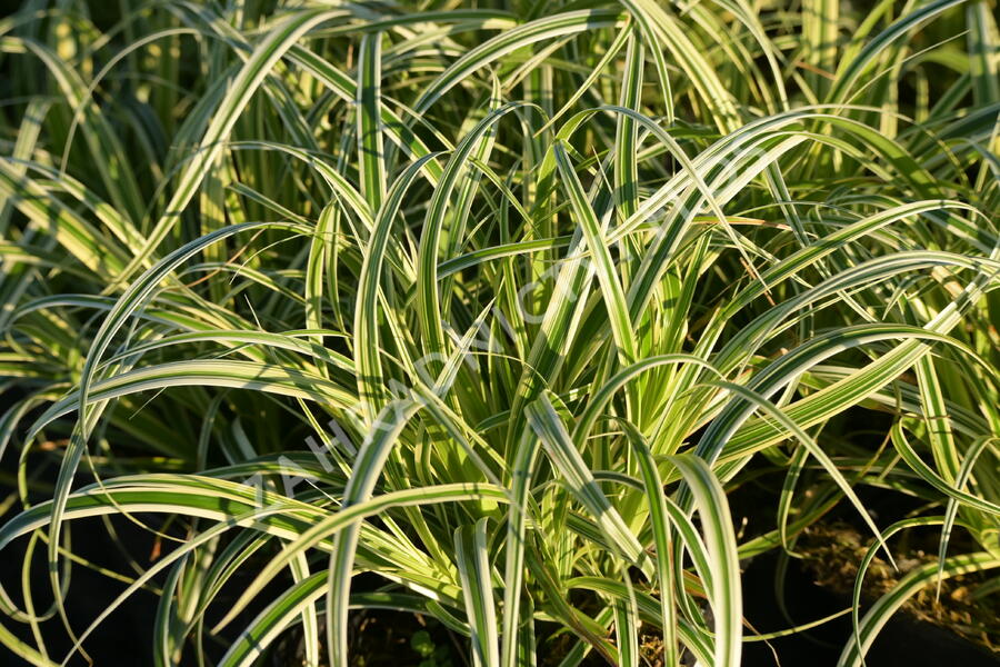 Ostřice ošimenská 'Feather Falls' - Carex oshimensis 'Feather Falls'