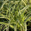 Ostřice ošimenská 'Feather Falls' - Carex oshimensis 'Feather Falls'