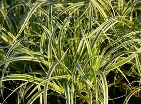 Ostřice ošimenská 'Feather Falls' - Carex oshimensis 'Feather Falls'