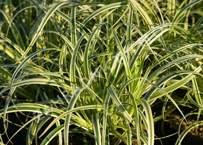 Ostřice ošimenská 'Feather Falls' - Carex oshimensis 'Feather Falls'