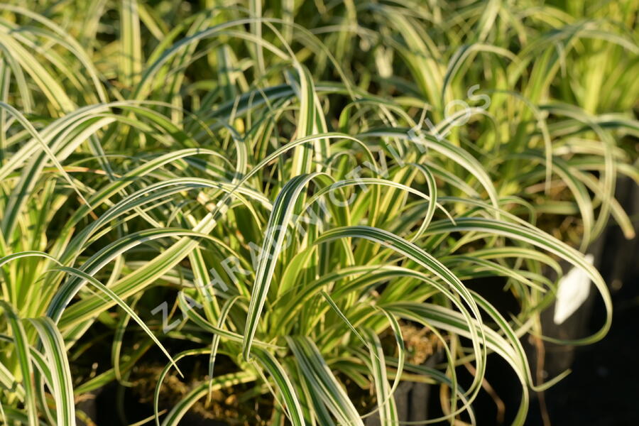 Ostřice ošimenská 'Feather Falls' - Carex oshimensis 'Feather Falls'