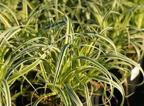 Ostřice ošimenská 'Feather Falls' - Carex oshimensis 'Feather Falls'