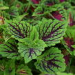 Pochvatec, Pokojová kopřiva 'Oxford Street' - Coleus blumei 'Oxford Street'
