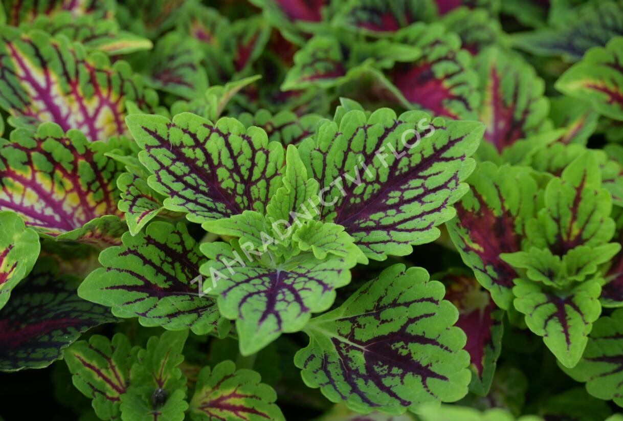 Pochvatec, Pokojová kopřiva 'Oxford Street' - Coleus blumei 'Oxford Street'