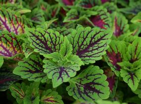 Pochvatec, Pokojová kopřiva 'Oxford Street' - Coleus blumei 'Oxford Street'