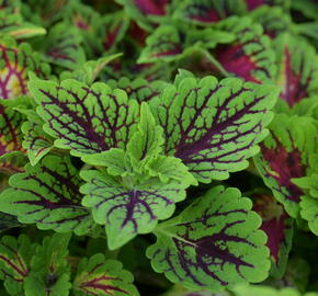 Pochvatec, Pokojová kopřiva 'Oxford Street' - Coleus blumei 'Oxford Street'