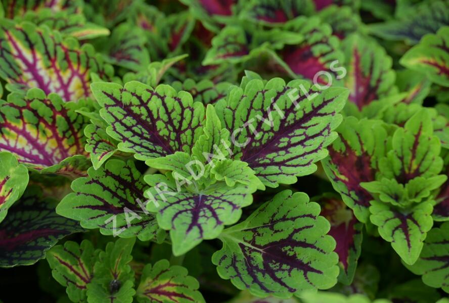 Pochvatec, Pokojová kopřiva 'Oxford Street' - Coleus blumei 'Oxford Street'