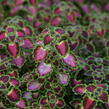 Pokojová kopřiva 'Great Falls Angel' - Coleus blumei 'Great Falls Angel'