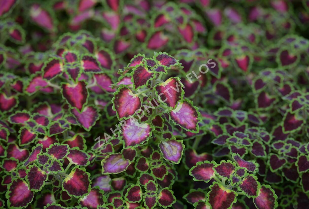 Pochvatec, Pokojová kopřiva 'Great Falls Angel' - Coleus blumei 'Great Falls Angel'
