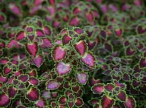 Pochvatec, Pokojová kopřiva 'Great Falls Angel' - Coleus blumei 'Great Falls Angel'