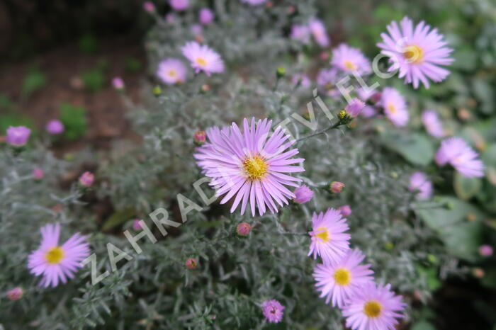 Hvězdnice keříčkovitá 'Peter Harrison' - Aster dumosus 'Peter Harrison'