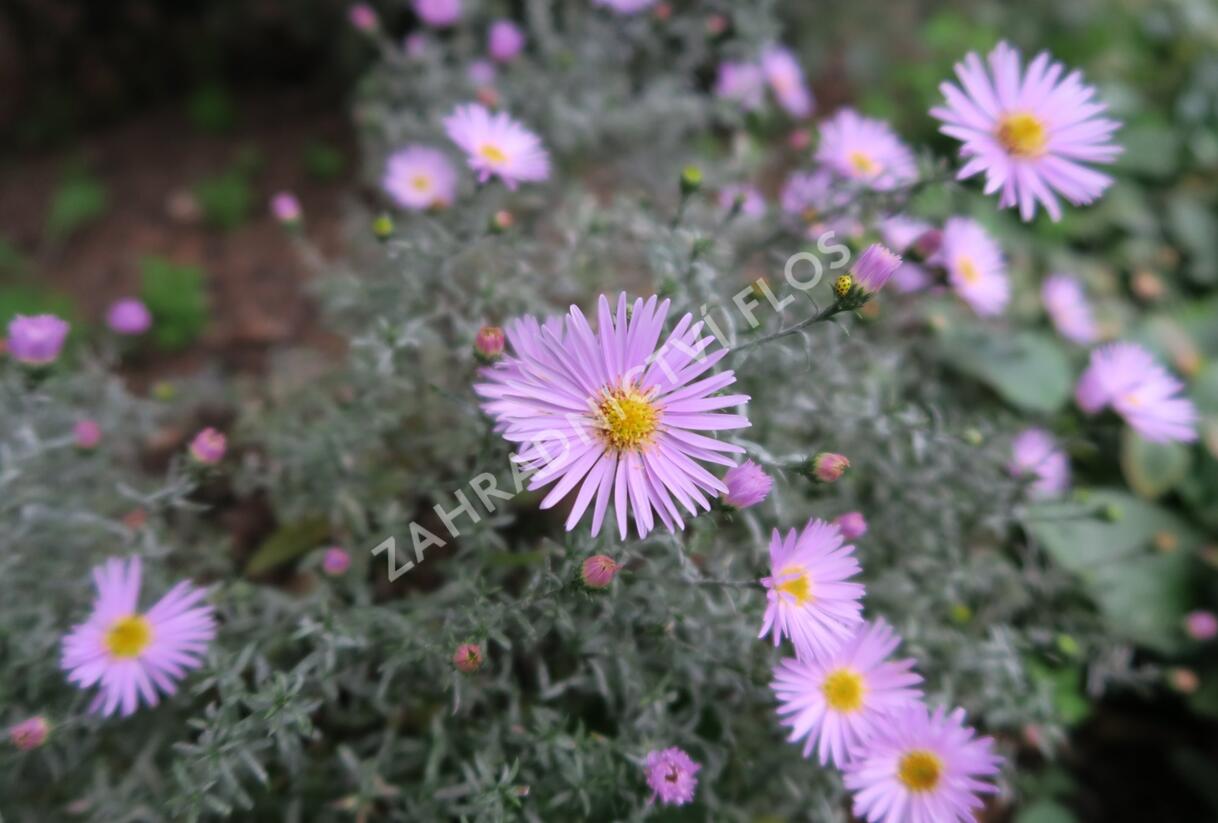 Hvězdnice keříčkovitá 'Peter Harrison' - Aster dumosus 'Peter Harrison'