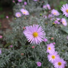 Hvězdnice keříčkovitá 'Peter Harrison' - Aster dumosus 'Peter Harrison'