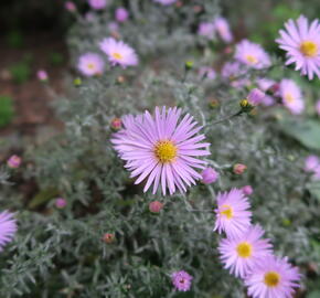 Hvězdnice keříčkovitá 'Peter Harrison' - Aster dumosus 'Peter Harrison'