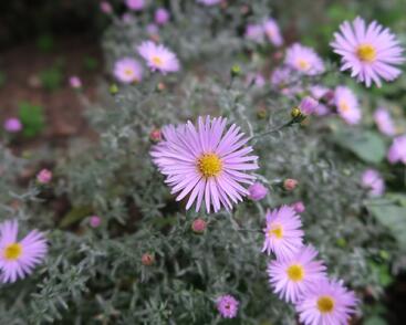 Hvězdnice keříčkovitá 'Peter Harrison'