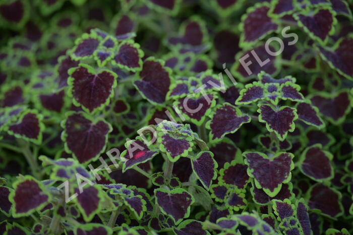Pochvatec, Pokojová kopřiva 'Great Falls Alamare' - Coleus blumei 'Great Falls Alamare'