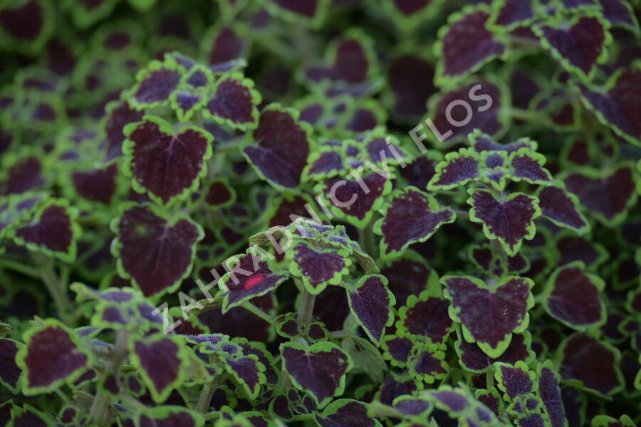 Pochvatec, Pokojová kopřiva 'Great Falls Alamare' - Coleus blumei 'Great Falls Alamare'