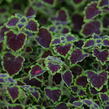 Pochvatec, Pokojová kopřiva 'Great Falls Alamare' - Coleus blumei 'Great Falls Alamare'