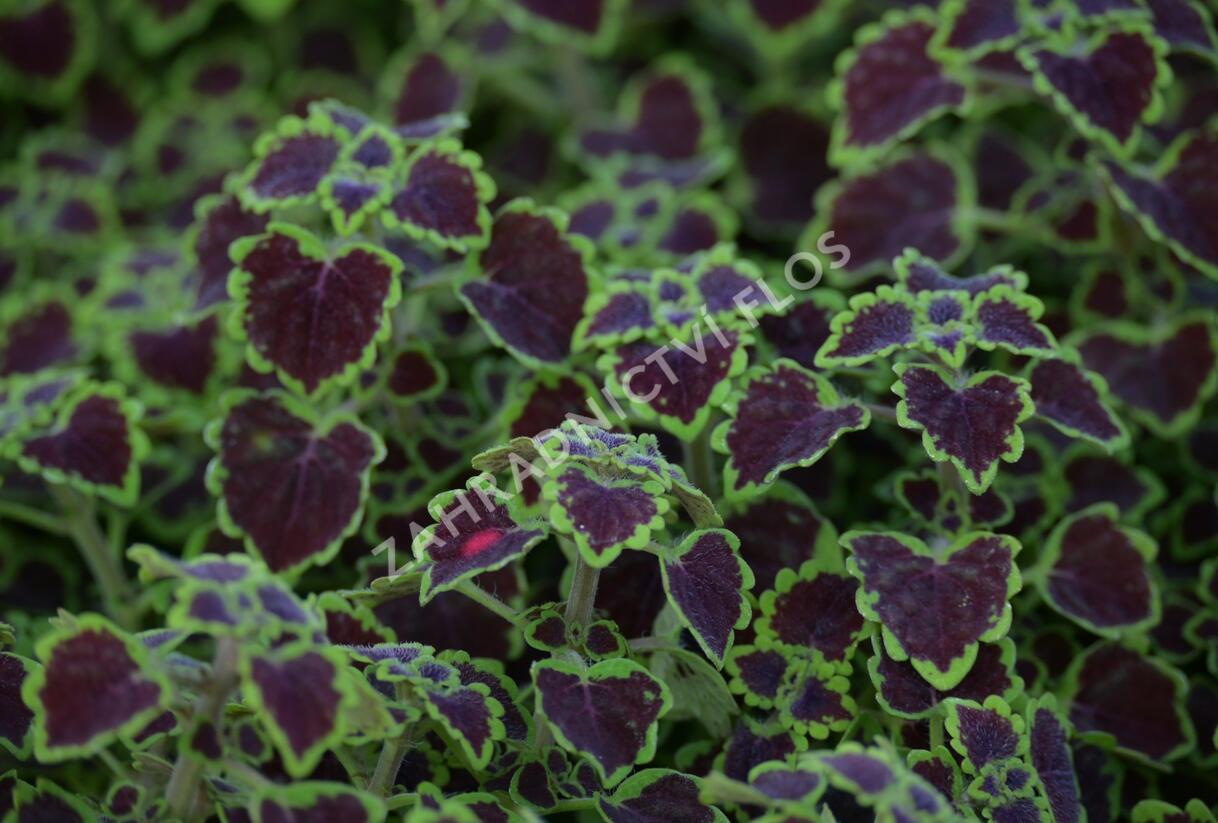 Pochvatec, Pokojová kopřiva 'Great Falls Alamare' - Coleus blumei 'Great Falls Alamare'