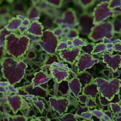 Pochvatec, Pokojová kopřiva 'Great Falls Alamare' - Coleus blumei 'Great Falls Alamare'