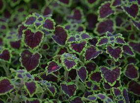 Pochvatec, Pokojová kopřiva 'Great Falls Alamare' - Coleus blumei 'Great Falls Alamare'